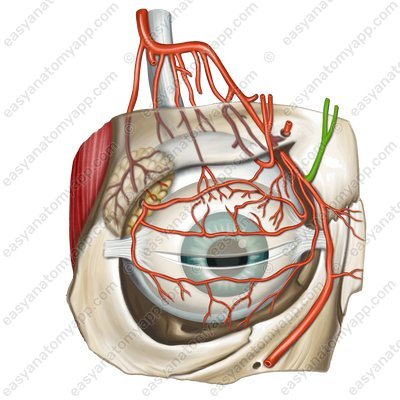 Надблоковая артерия (arteria supratrochlearis)